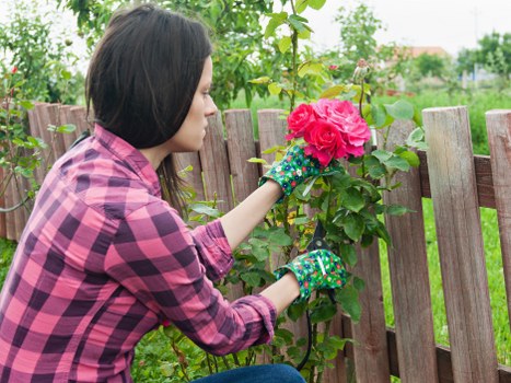 A woman with dark hair wearing a pink and black checked shirt and colorful gardening gloves is tending to a vibrant pink rose bush in a residential garden. The garden features a wooden fence behind her, with green foliage and trees visible in the background, suggesting a well-maintained outdoor space. The grass in the foreground is lush and green, contrasting with the rich soil at the base of the rose plant. The scene is outdoors on a clear day, with natural light highlighting the bright colors of the flowers and foliage. This image exemplifies gardening practices suitable for local garden maintenance and landscaping services, emphasizing shrub care and outdoor aesthetic enhancement in the Soho area. The overall setting appears tidy and cultivated, characteristic of professional lawn and garden care services by Landscapers Soho.