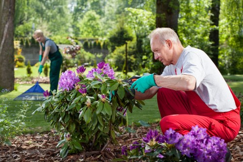 A man wearing a white shirt, red pants, and blue gardening gloves is kneeling on the soil in a well-maintained garden, carefully tending to a vibrant purple flowering shrub with green foliage. Behind him, another person dressed in outdoor clothing is seen working on a lawn, possibly trimming or mowing, with a background of tall trees, lush green bushes, and a garden fence, suggesting a spacious outdoor area typical of residential gardens in Soho. The garden features a combination of flower beds and neatly cut grass, with natural sunlight filtering through the trees, creating a bright and inviting atmosphere. The scene emphasizes landscaping and garden maintenance activities, reflecting professional gardening services provided by Landscapers Soho in the local area.