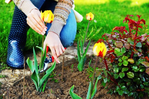 The image displays a person planting bright yellow tulips with red accents into a freshly prepared flower bed in a garden. The garden features a well-maintained green lawn in the foreground, bordered by a stone edge that separates the planting area from the grass. To the right of the tulips, there is a dense patch of dark green and burgundy foliage from a shrub, adding contrast and depth to the scene. The person's hands are carefully placing the tulips into the soil, with gardening gloves visible in their other hand, suggesting careful and professional outdoor maintenance. The background shows more lush greenery and hints of additional plants, indicating a lush, landscaped outdoor space typical of professional garden design and lawn care services offered by companies like Landscapers Soho. The lighting suggests a bright, clear day, ideal for outdoor gardening activities. The scene captures a moment of horticultural activity that highlights detailed planting work and outdoor garden enhancement, aligning naturally with professional gardening and landscaping services in the Soho area or nearby London locations.