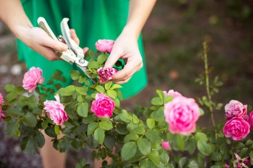 A person dressed in a green garden apron is pruning a flowering rose bush using a small pair of garden secateurs. The rose bush features vibrant pink blooms and healthy green leaves, with some buds that are yet to open. The garden setting includes a well-maintained bed with dark soil visible beneath the plants. The background shows a blurred garden environment with additional greenery, possibly other shrubs or plants. The scene is illuminated by natural daylight, suggesting a mild, overcast weather condition typical of spring or early summer. The activity reflects professional gardening work done by Landscapers Soho, focused on garden maintenance and shrub pruning to promote healthy growth and an attractive appearance for flowering plants in the outdoor space of a London garden or backyard, aligning with gardening services offered in the Soho area and surrounding locations.
