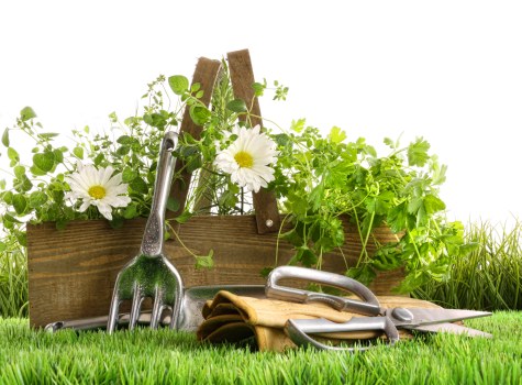A garden scene featuring a neatly maintained strip of lush, green grass in the foreground, with various gardening tools such as a small hand rake, trowel, and gloves resting on the grass. Behind the tools, there is a wooden raised planter filled with vibrant, green foliage and white flowers, possibly daisies or similar bloomers. The background includes additional plants and grass, suggesting a well-tended outdoor space typical of residential gardens in Soho or nearby areas, consistent with gardening services offered by Landscapers Soho. The lighting indicates a bright, clear day with natural sunlight illuminating the garden elements, enhancing the natural tones of the soil, plants, and wood. The overall scene reflects a tidy and cultivated garden setting, suitable for professional landscaping and maintenance.