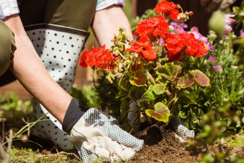 A close-up view of a gardener's gloved hands planting a red flowering geranium into well-turned, dark brown soil within a garden bed. Surrounding the flower are various green foliage and other flowering plants, including purple and pink blooms, indicating a vibrant and diverse outdoor space. The garden's layout features a neatly maintained flower bed with a mix of seasonal plants, bordered by mulch or soil, and shaded by nearby trees or shrubs. The scene suggests active gardening work, possibly associated with professional outdoor maintenance services by Landscapers Soho, in a lush, well-tended backyard or front garden in Soho, London, during daylight conditions with natural sunlight highlighting the vivid plant colours and rich textures of the garden environment.
