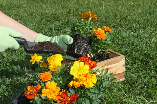 A gardener wearing light green gloves is in the process of planting a flowering shrub into a rectangular wooden planter box situated on a well-maintained grassy lawn in an outdoor garden. The plant has vibrant orange and yellow flowers with green leaves. Nearby, there are other flowering plants with similar bright blossoms, creating a colourful display against the lush grass. In the background, the garden features a mix of dense grass, and the overall scene is illuminated by natural daylight, suggesting clear weather. The environment appears to be a landscaped backyard or front garden area, with tidy plant arrangements and a focus on outdoor horticultural maintenance, typical of professional gardening services offered by companies like Landscapers Soho in the London area.