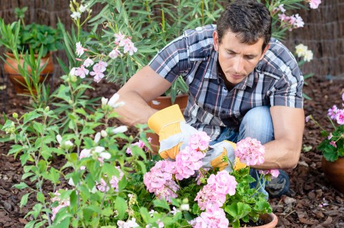 Organic pest control methods in a urban garden